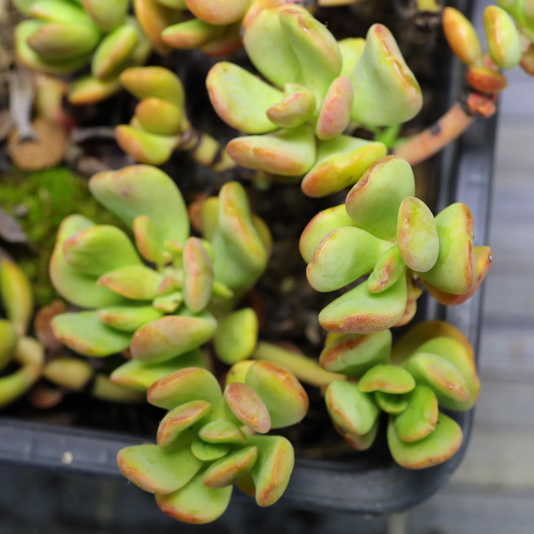 Sedum obtusatum