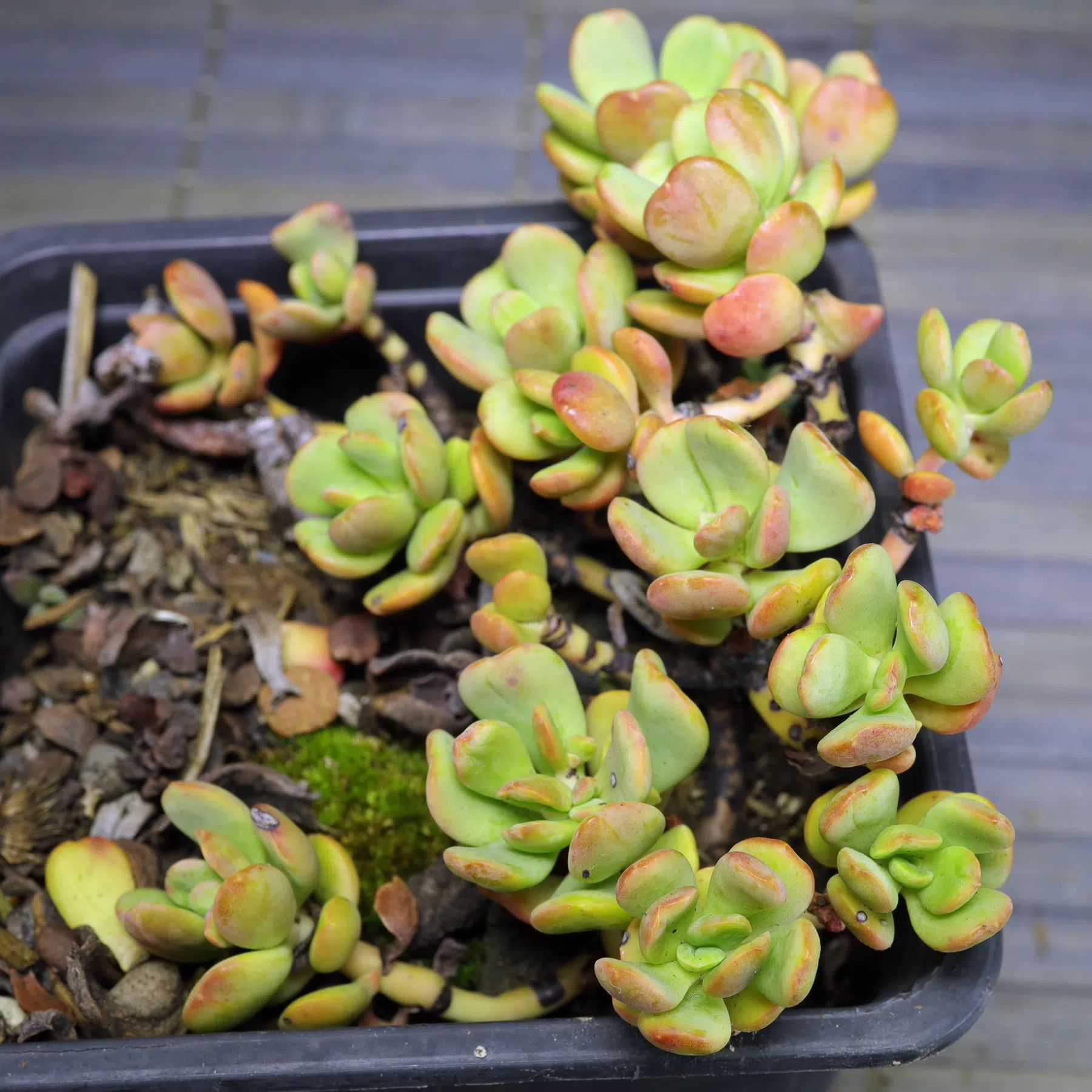 Sedum obtusatum