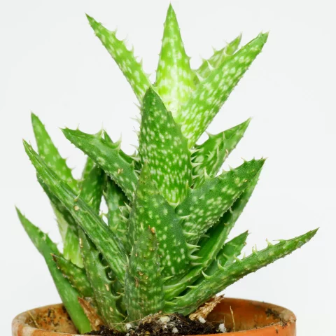 Aloe juvenna