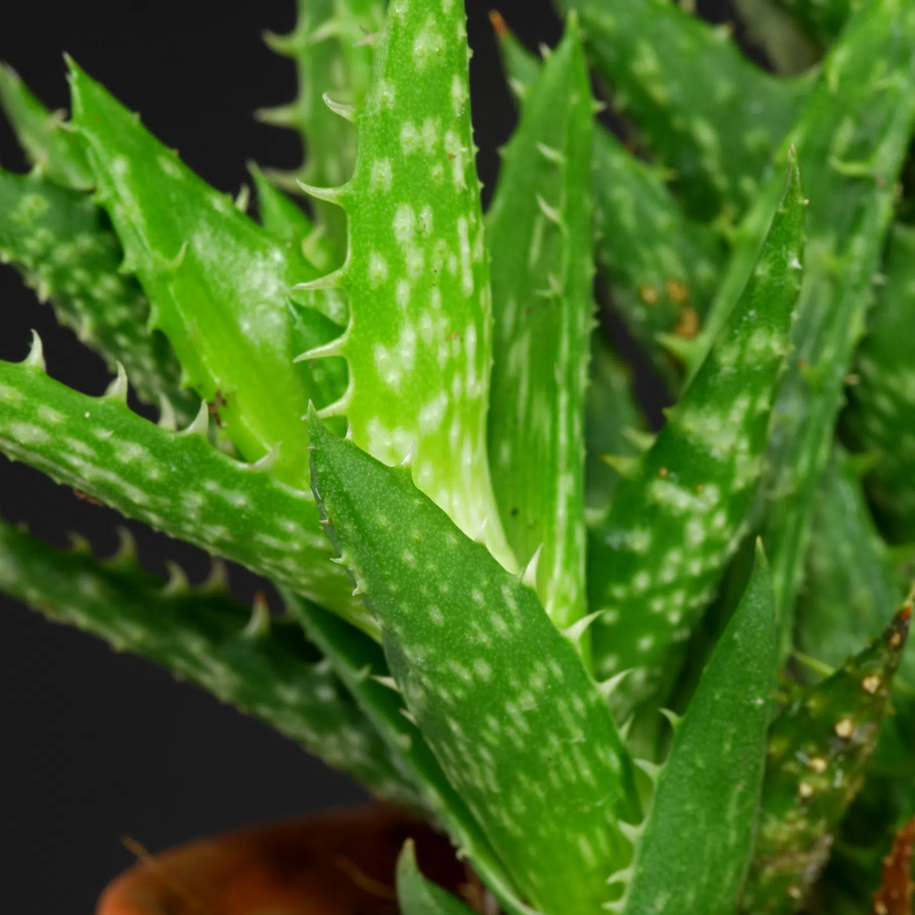 Aloe juvenna