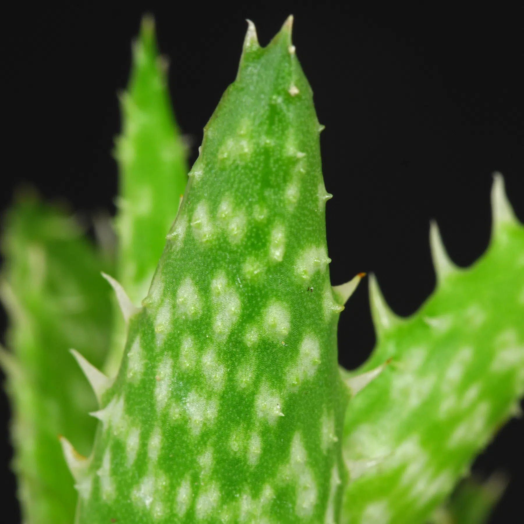 Aloe juvenna