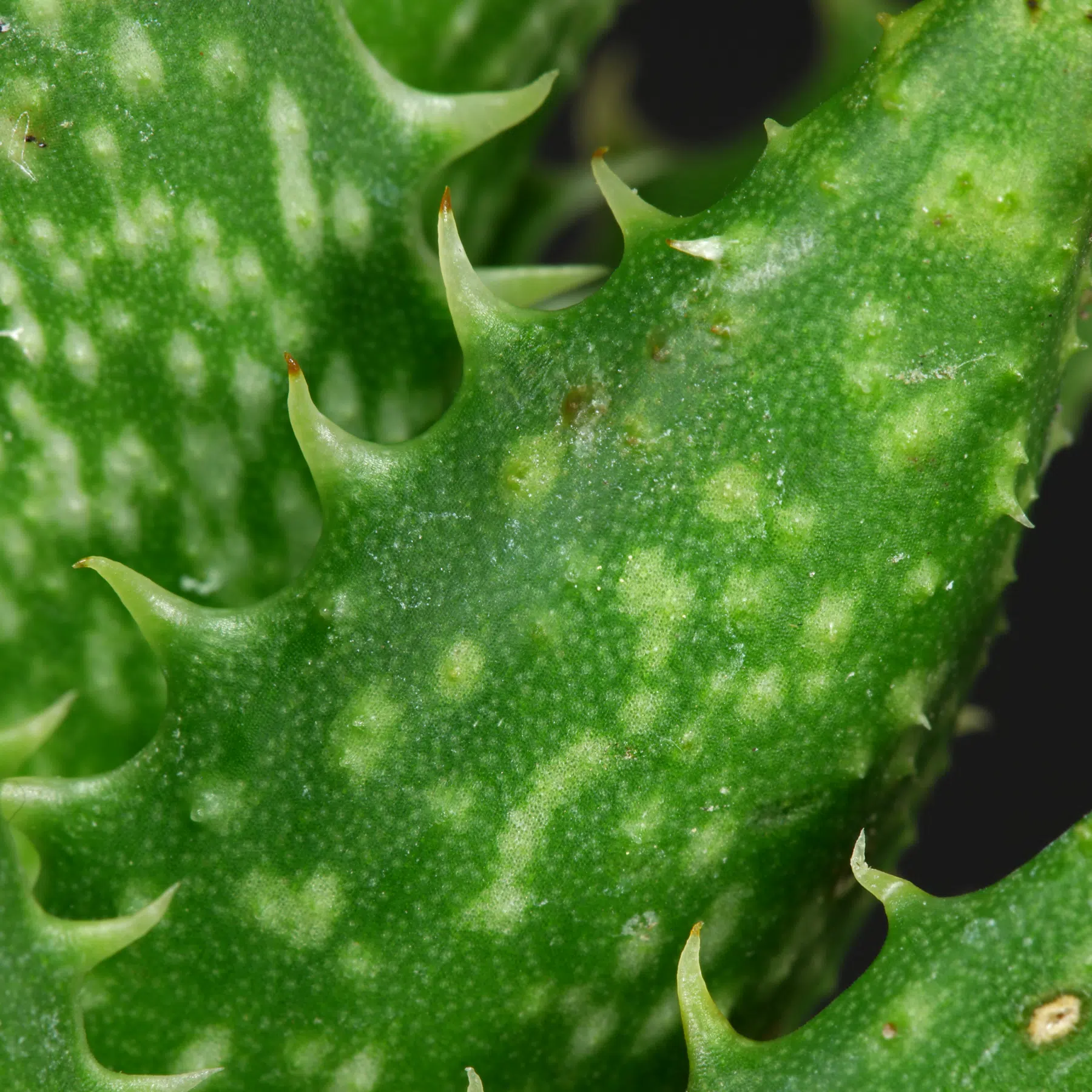 Aloe juvenna