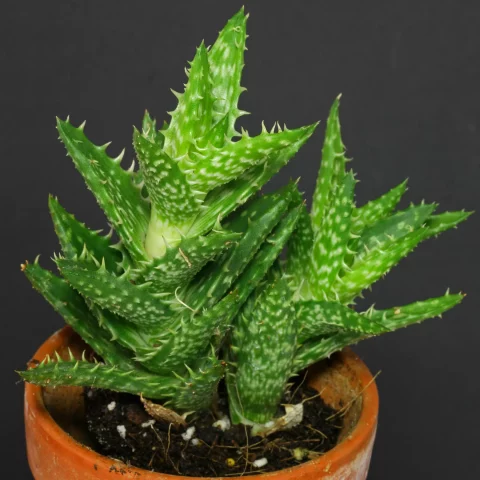 Aloe juvenna