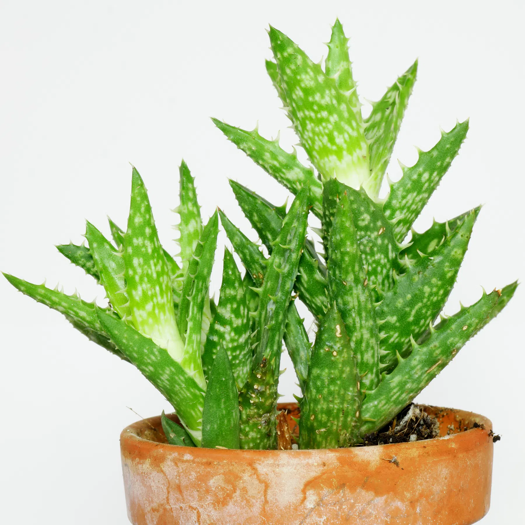 Aloe juvenna