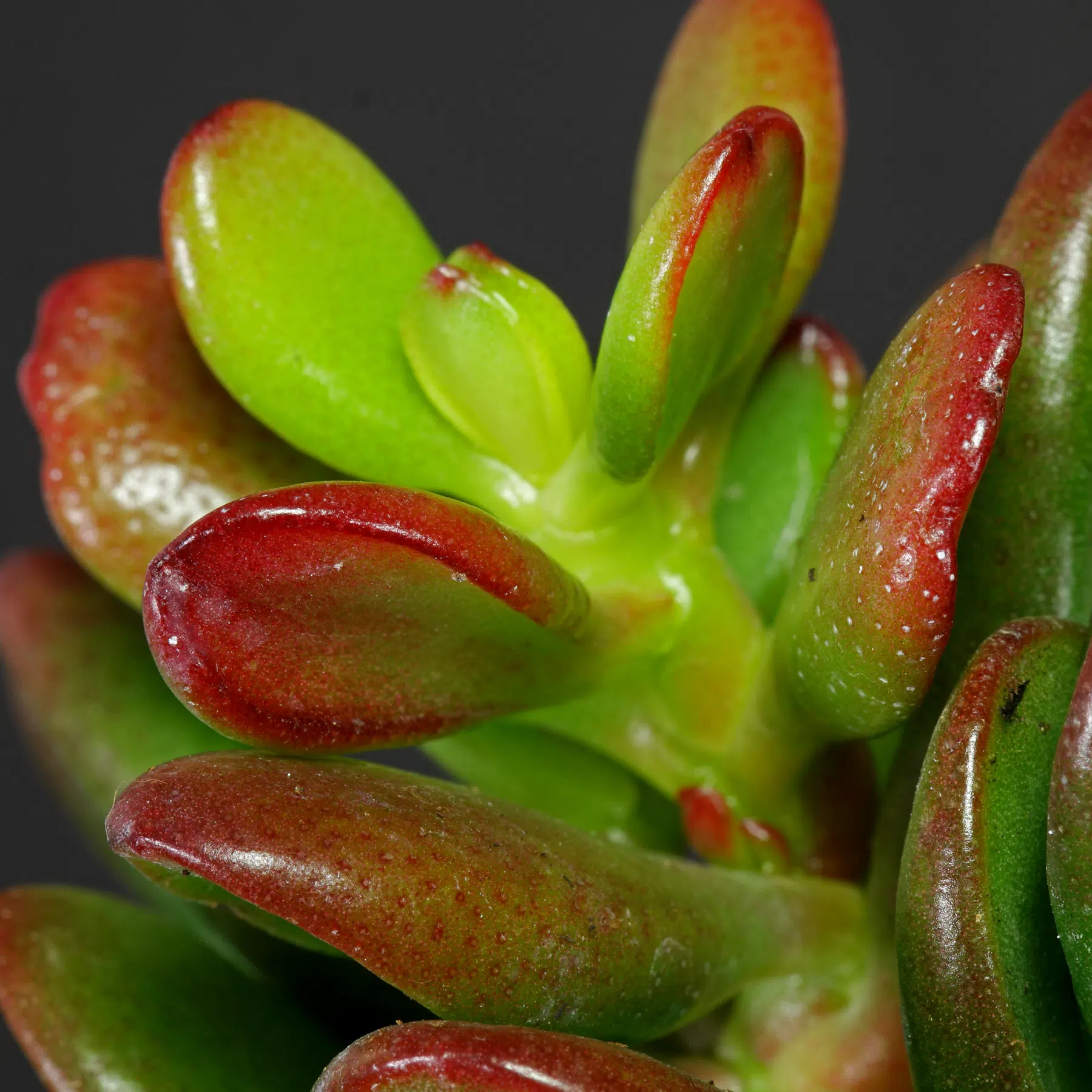 Crassula ovata Convoluta