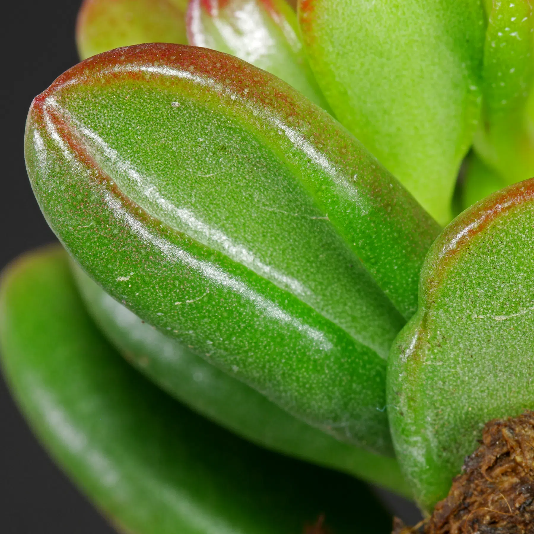 Crassula ovata Convoluta