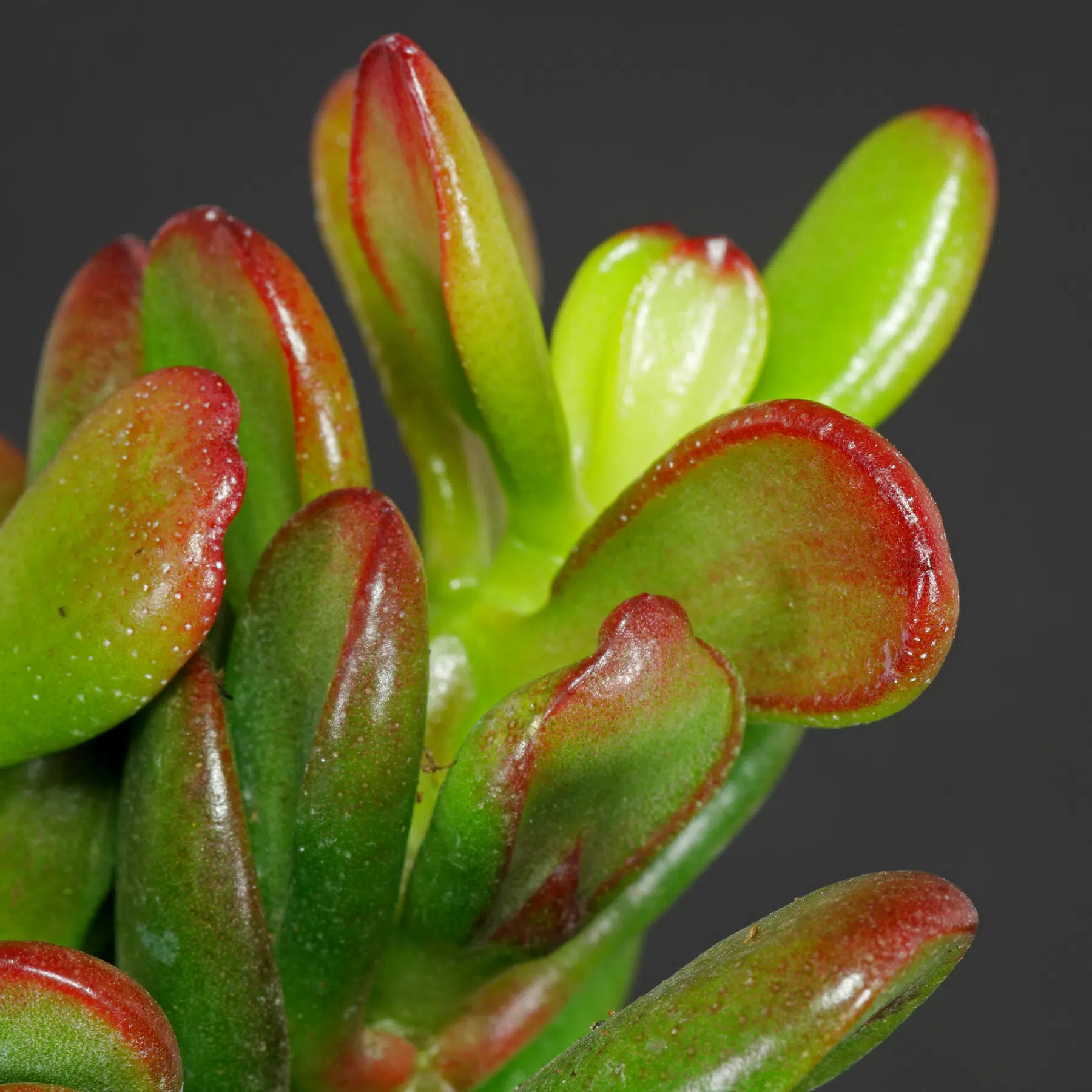 Crassula ovata Convoluta