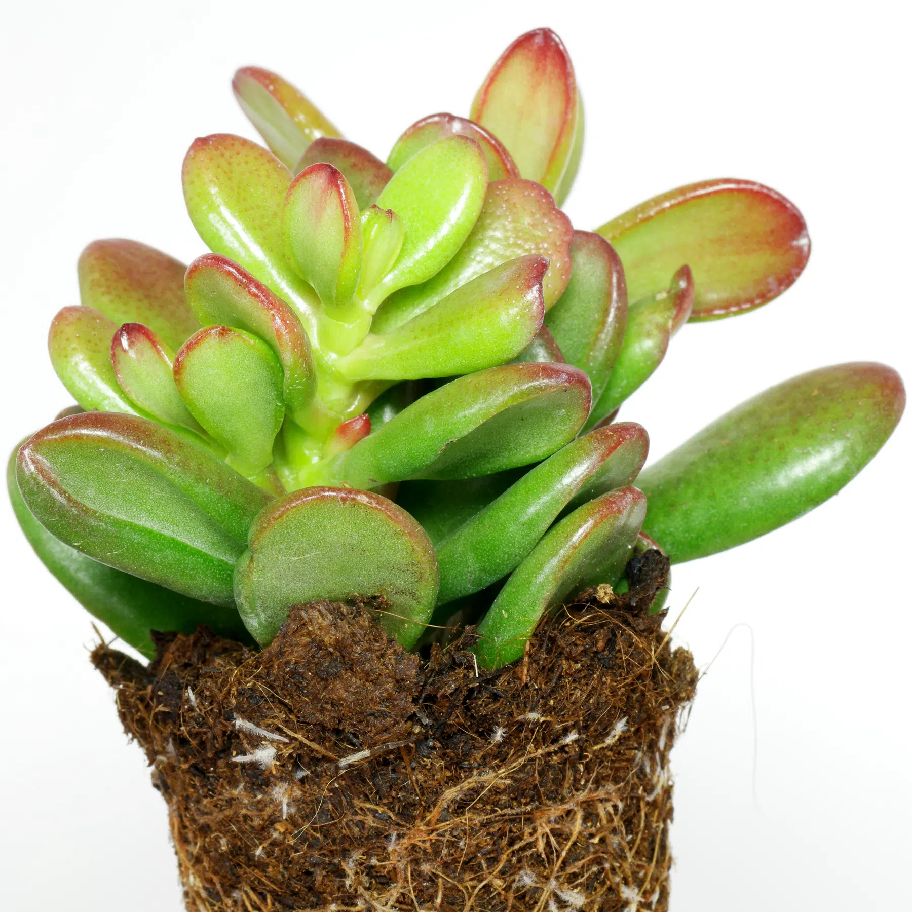 Crassula ovata Convoluta