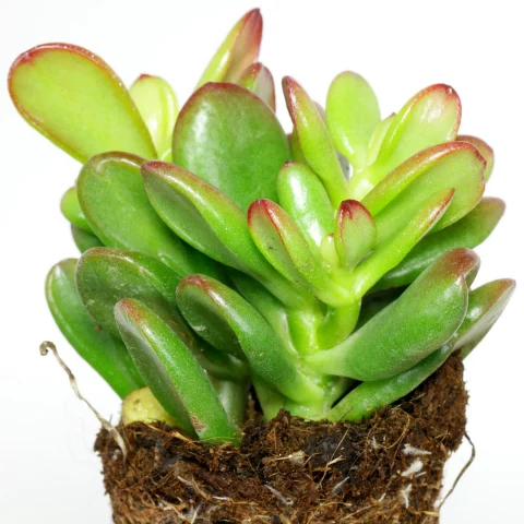 Crassula ovata Convoluta