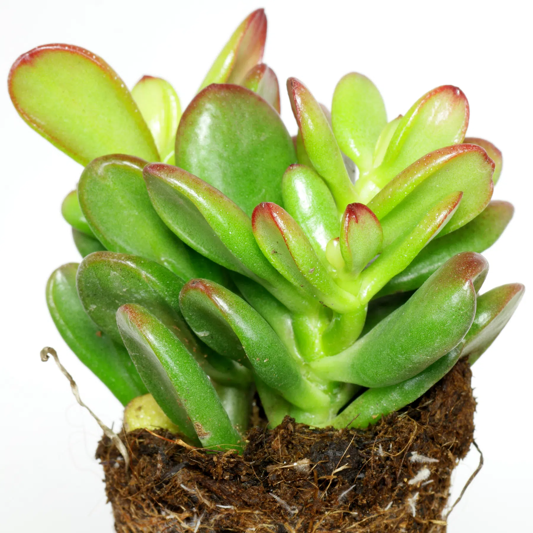 Crassula ovata Convoluta