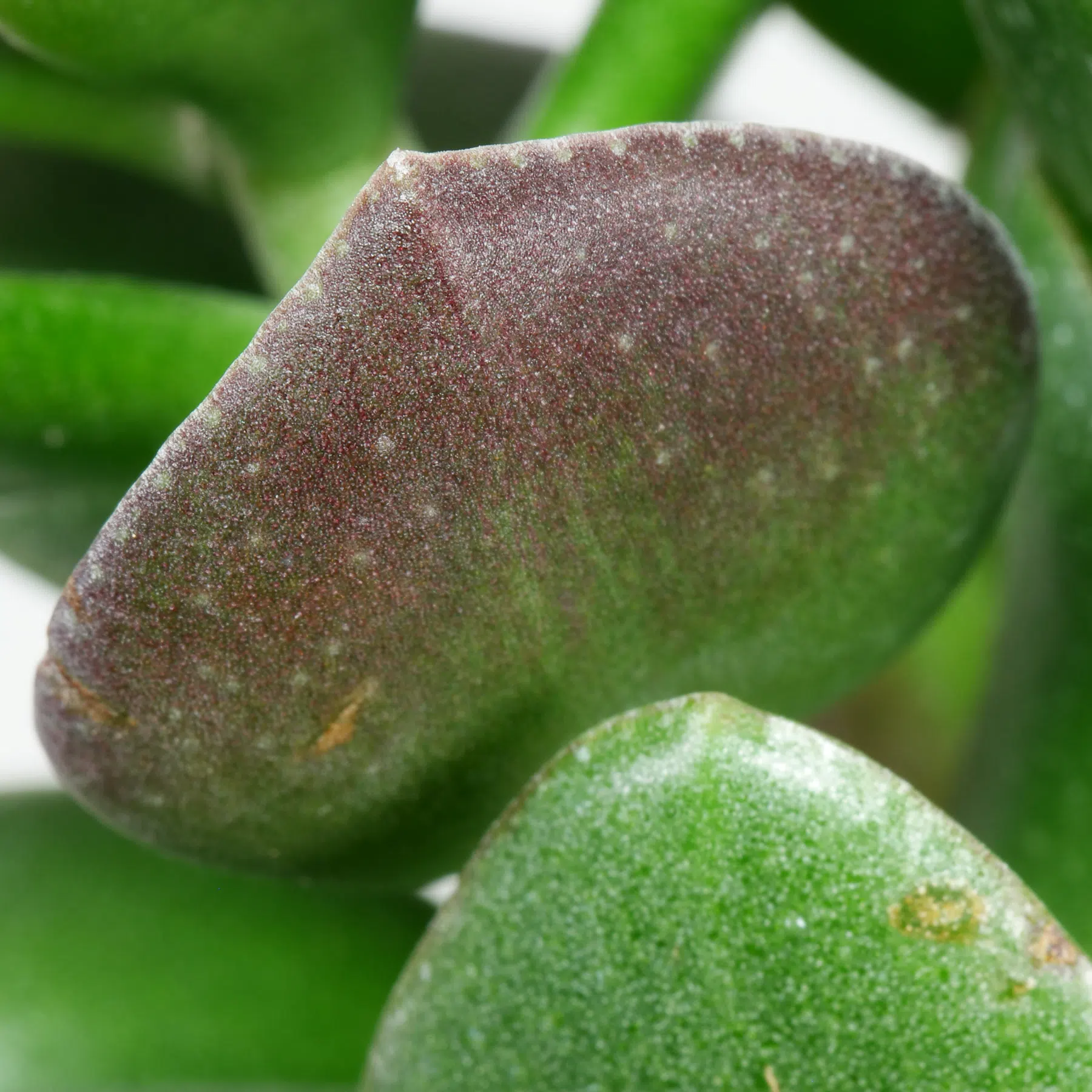 Crassula ovata Hulk