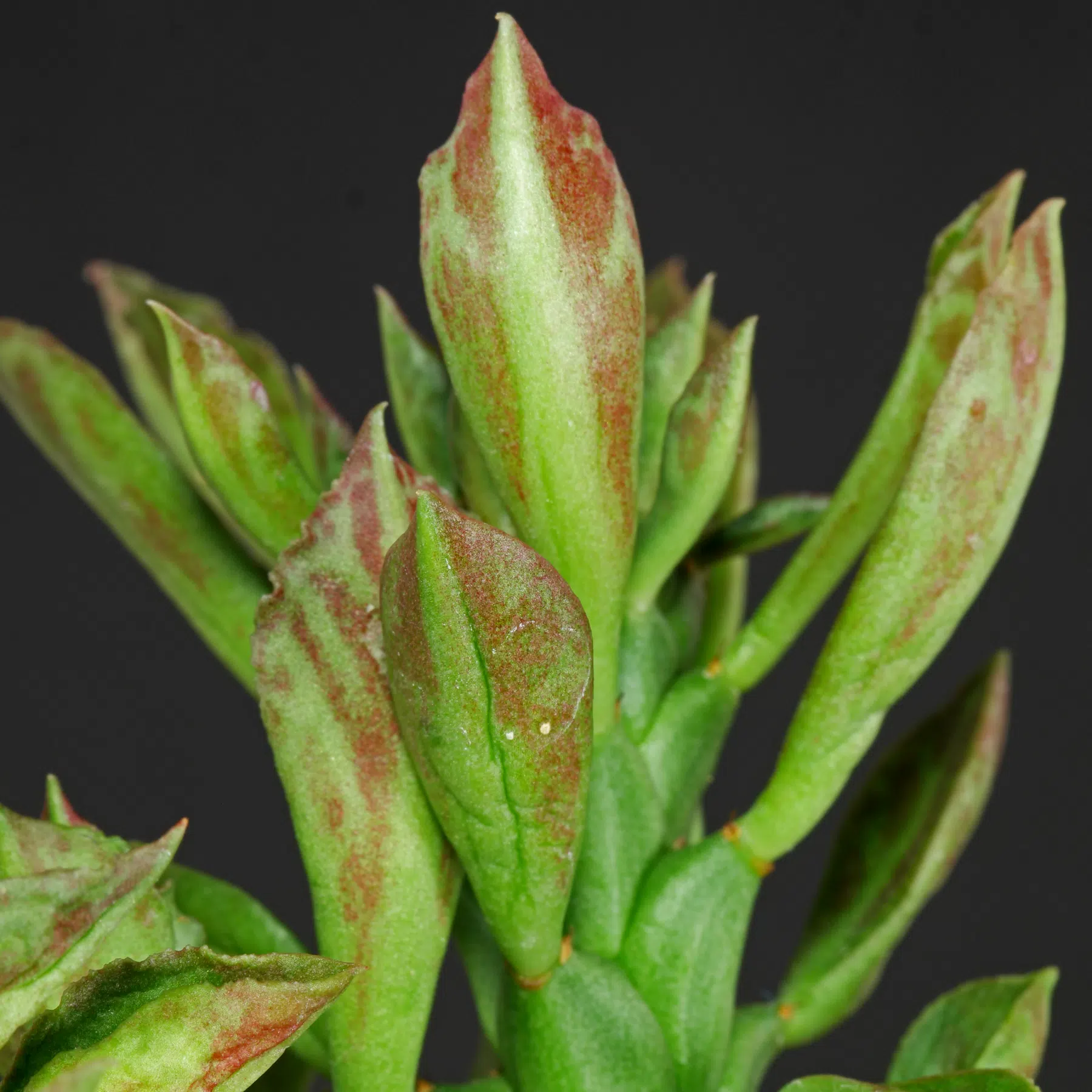 Euphorbia neostapelioides