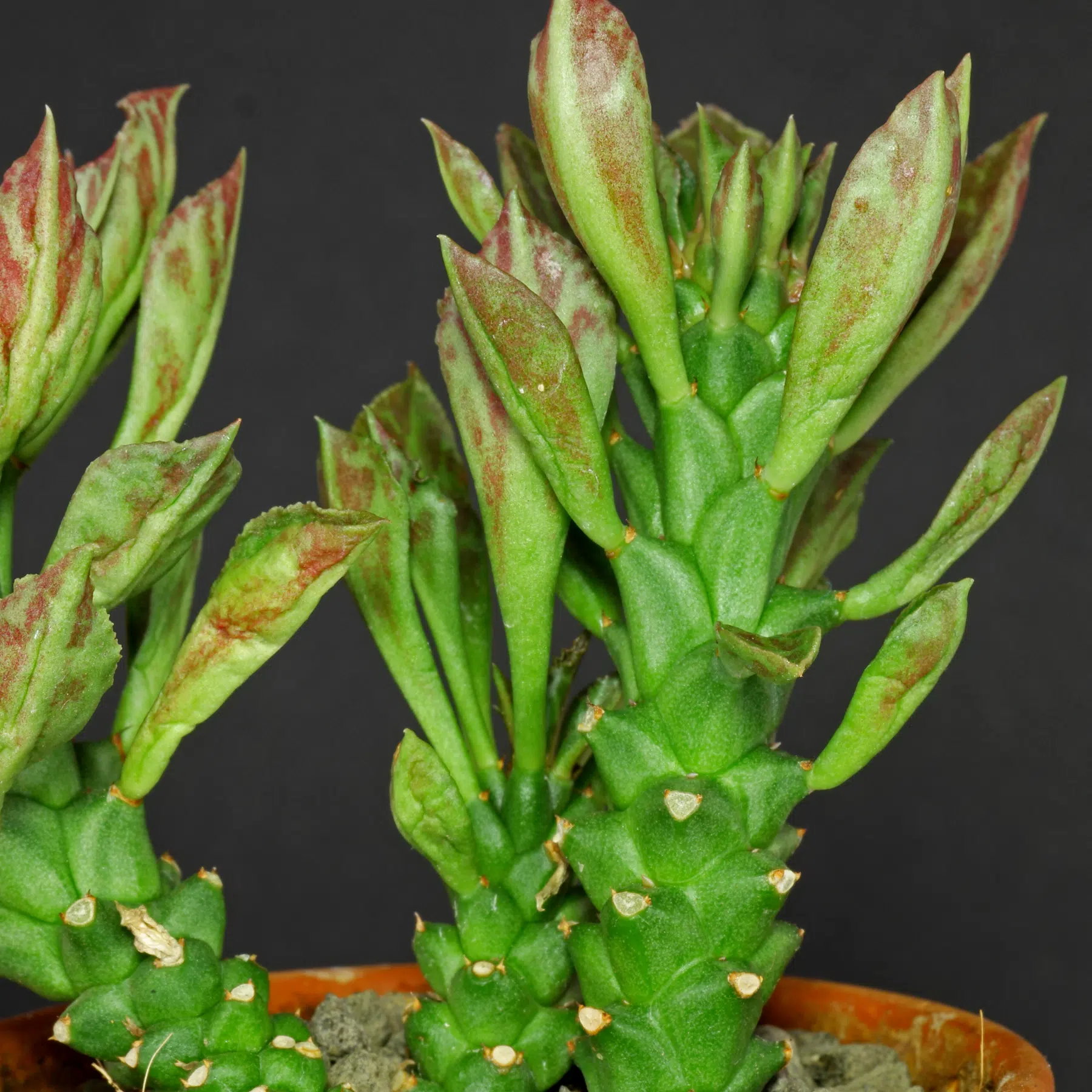 Euphorbia succulenta