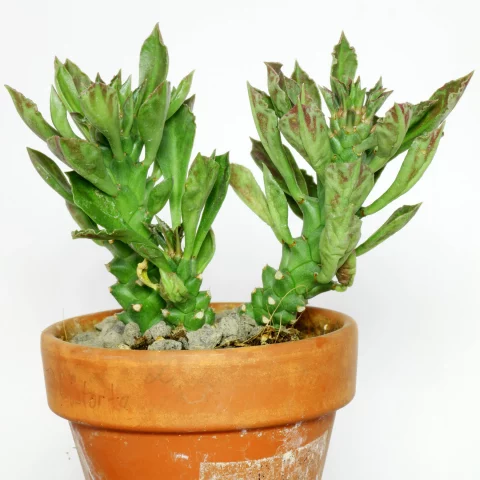 Euphorbia succulenta