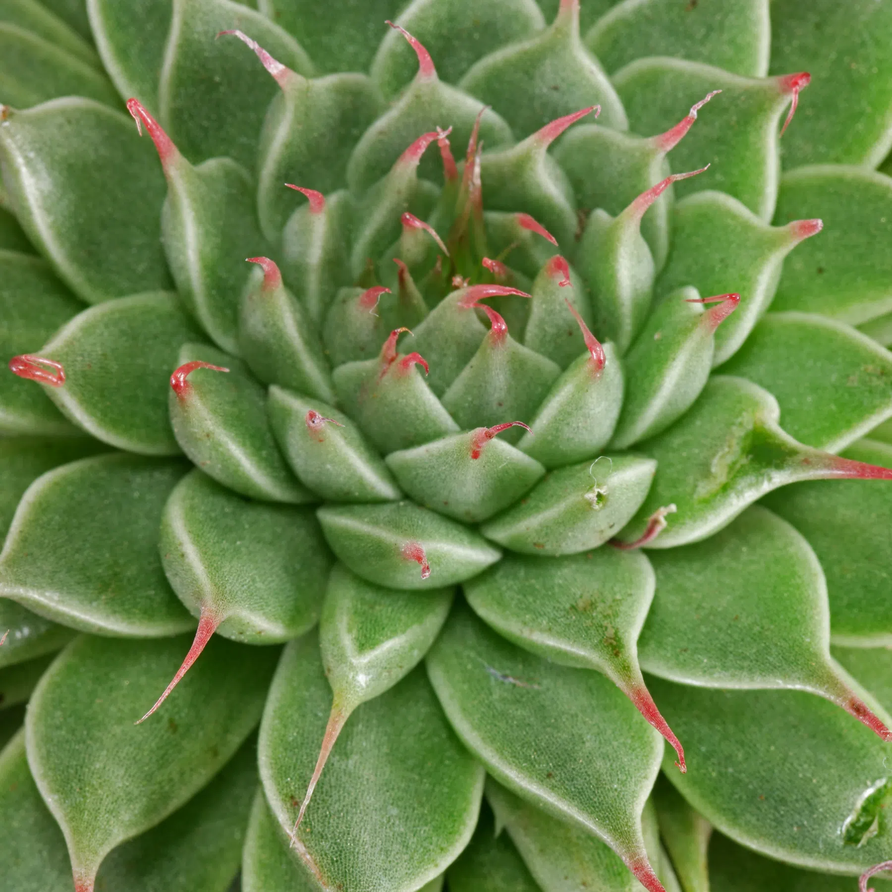 Graptopetalum filiferum