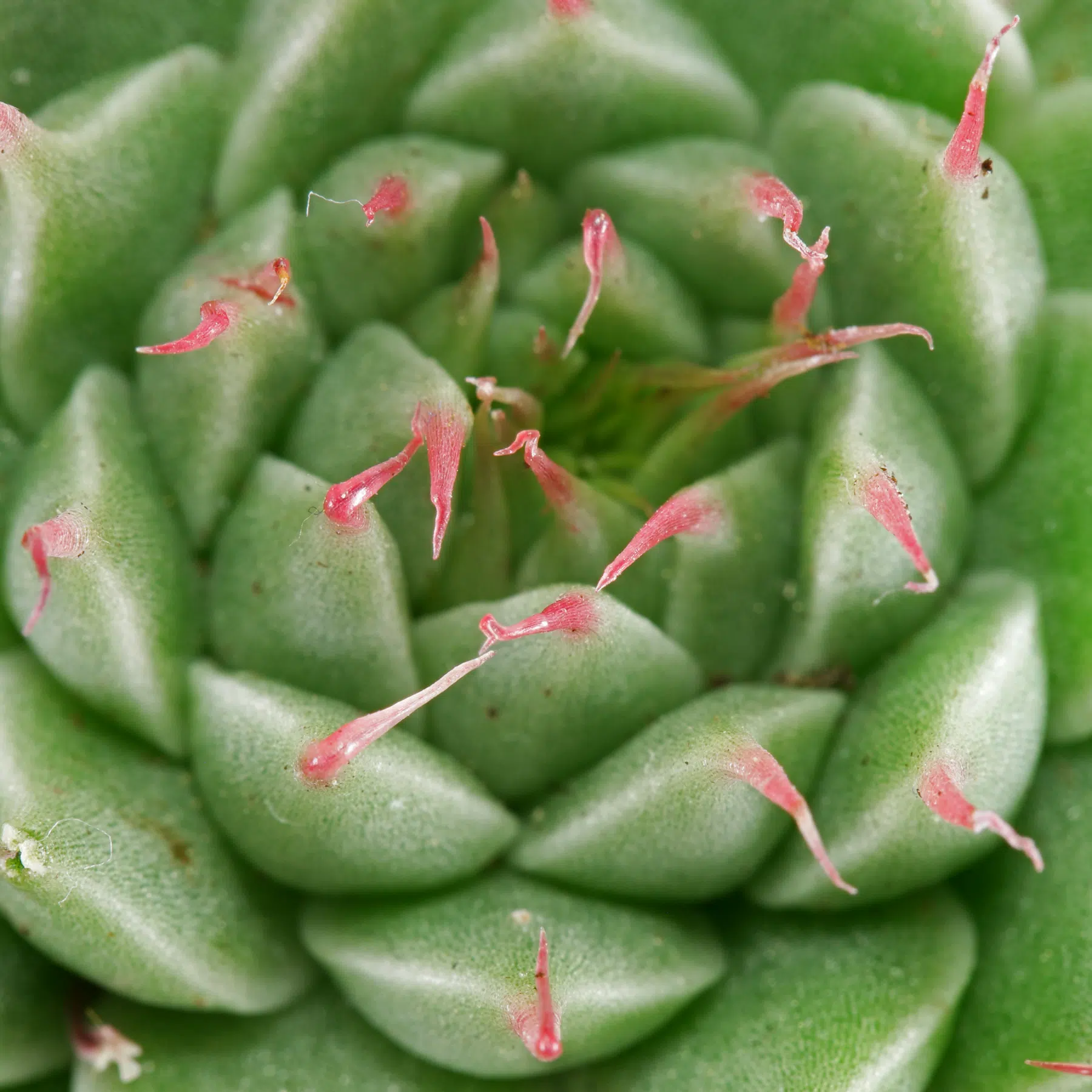 Graptopetalum filiferum 