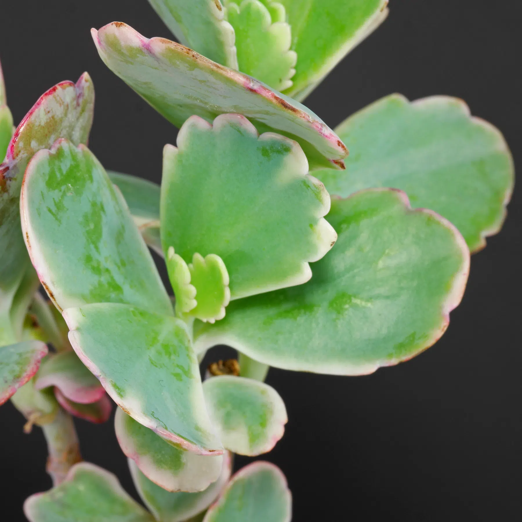 Kalanchoe fedtschenkoi Variegata