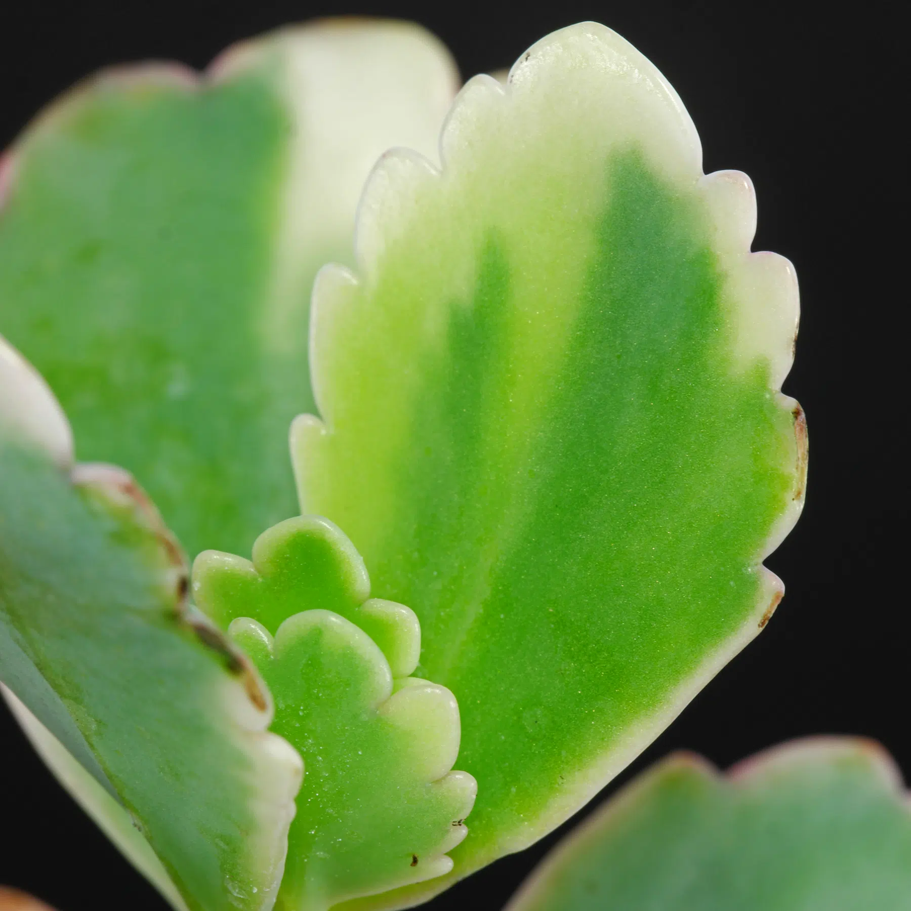 Kalanchoe fedtschenkoi Variegata