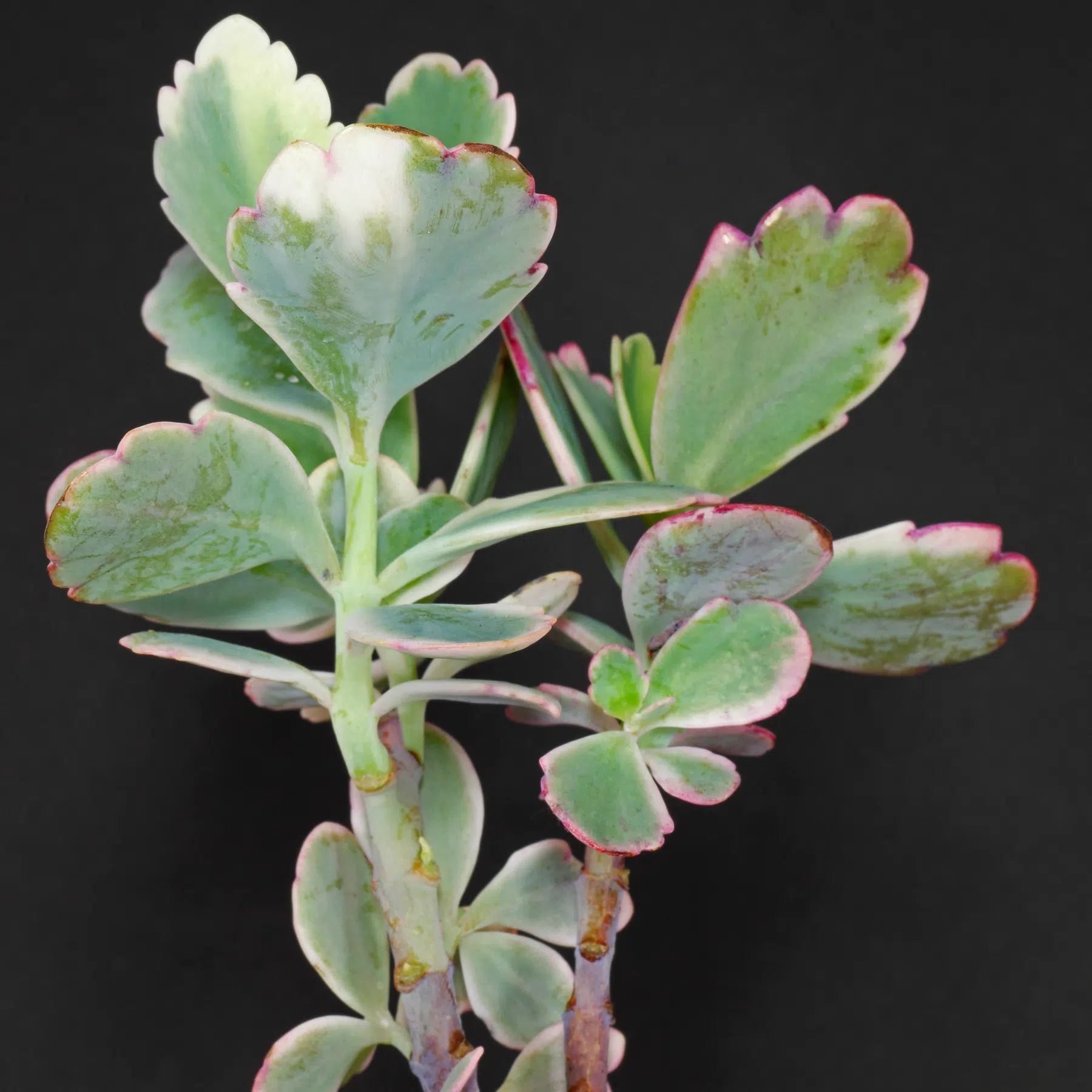 Kalanchoe fedtschenkoi Variegata