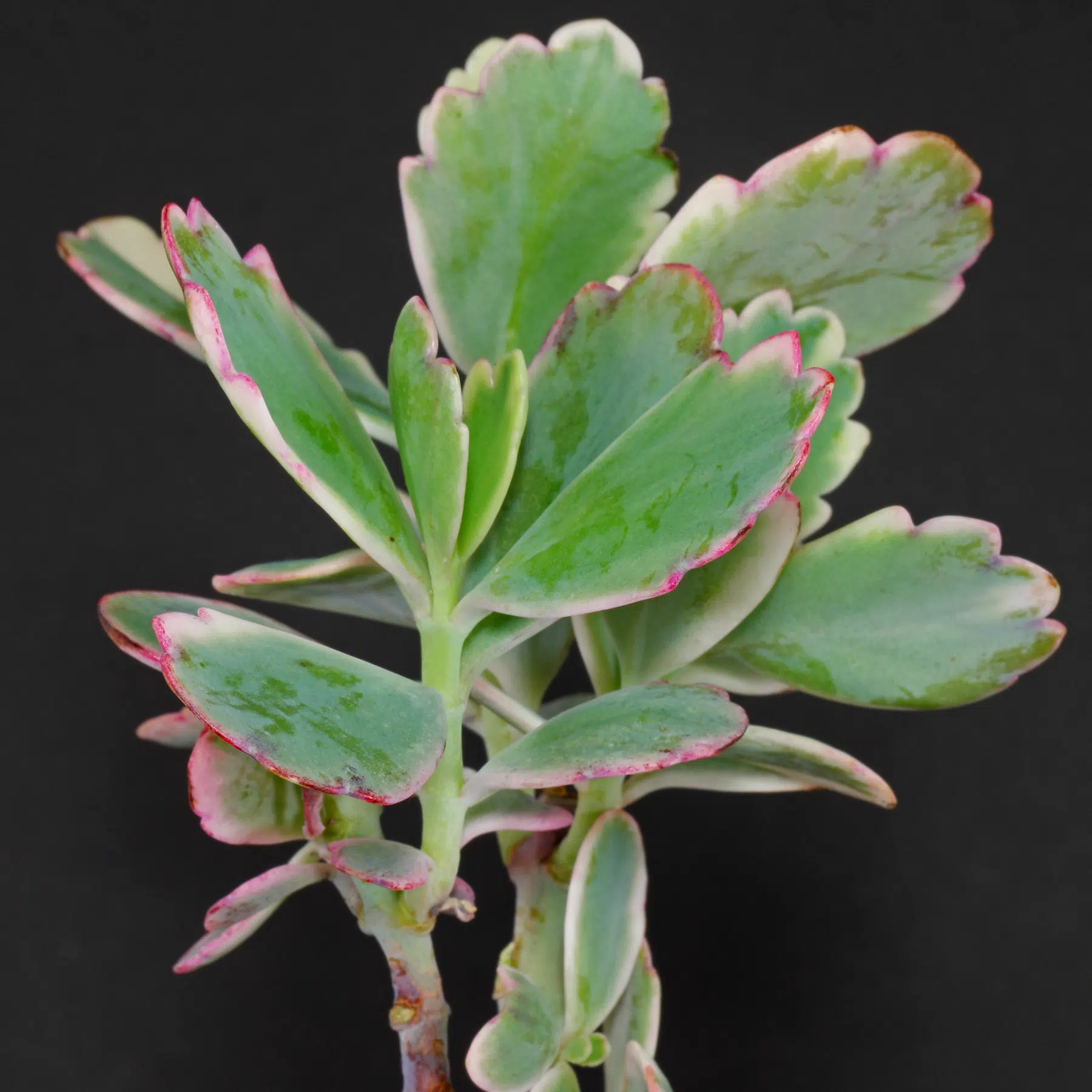 Kalanchoe fedtschenkoi Variegata