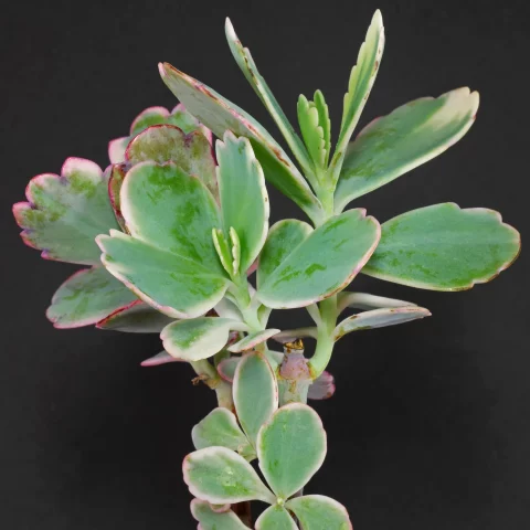 Kalanchoe fedtschenkoi Variegata