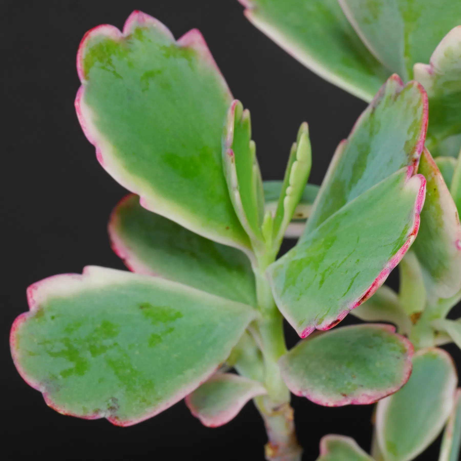 Kalanchoe fedtschenkoi Variegata