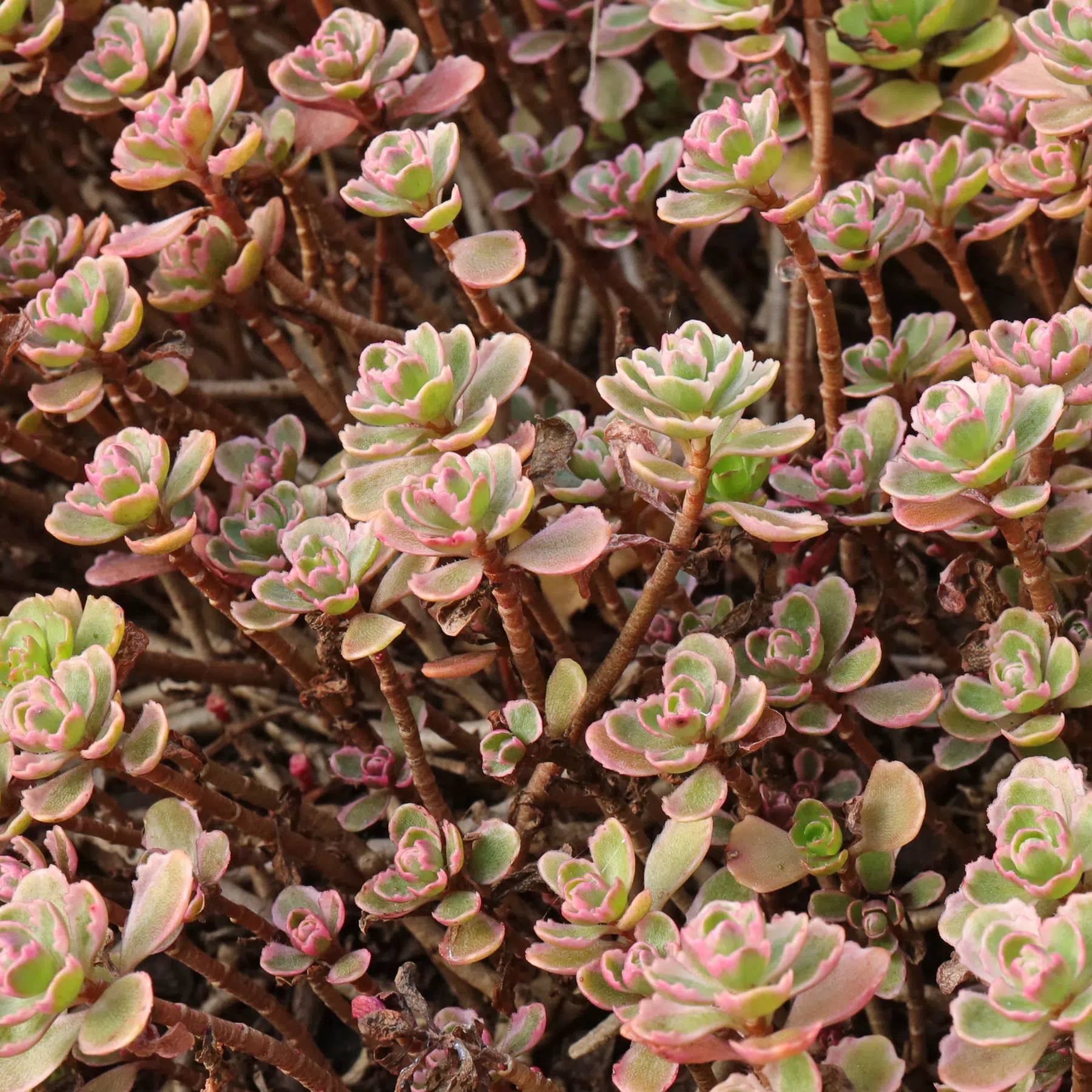 Phedimus spurius Tricolor