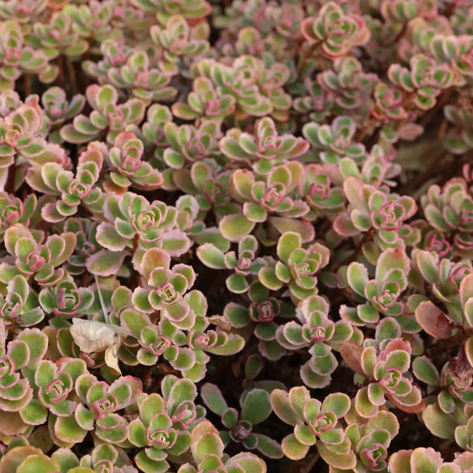 Phedimus spurius Tricolor