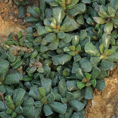 1 Adromischus cooperi