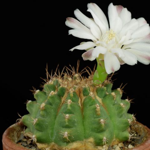 1 Gymnocalycium anisitsii ssp anisitsii