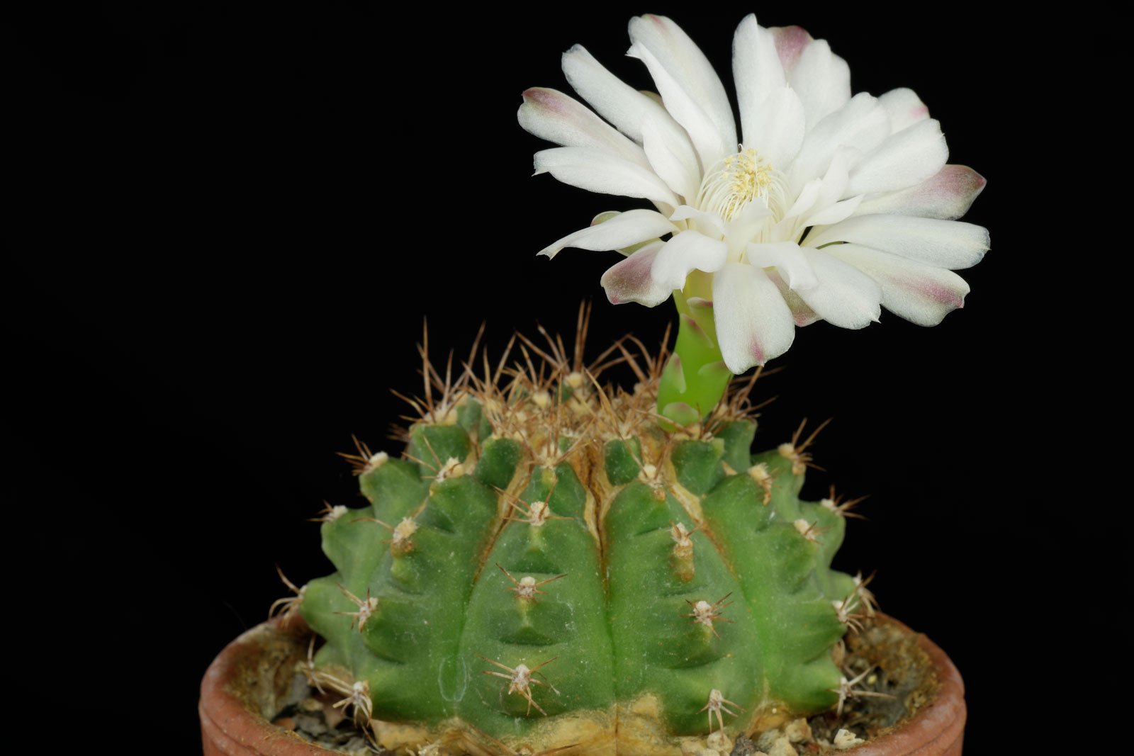 1 Gymnocalycium anisitsii ssp anisitsii