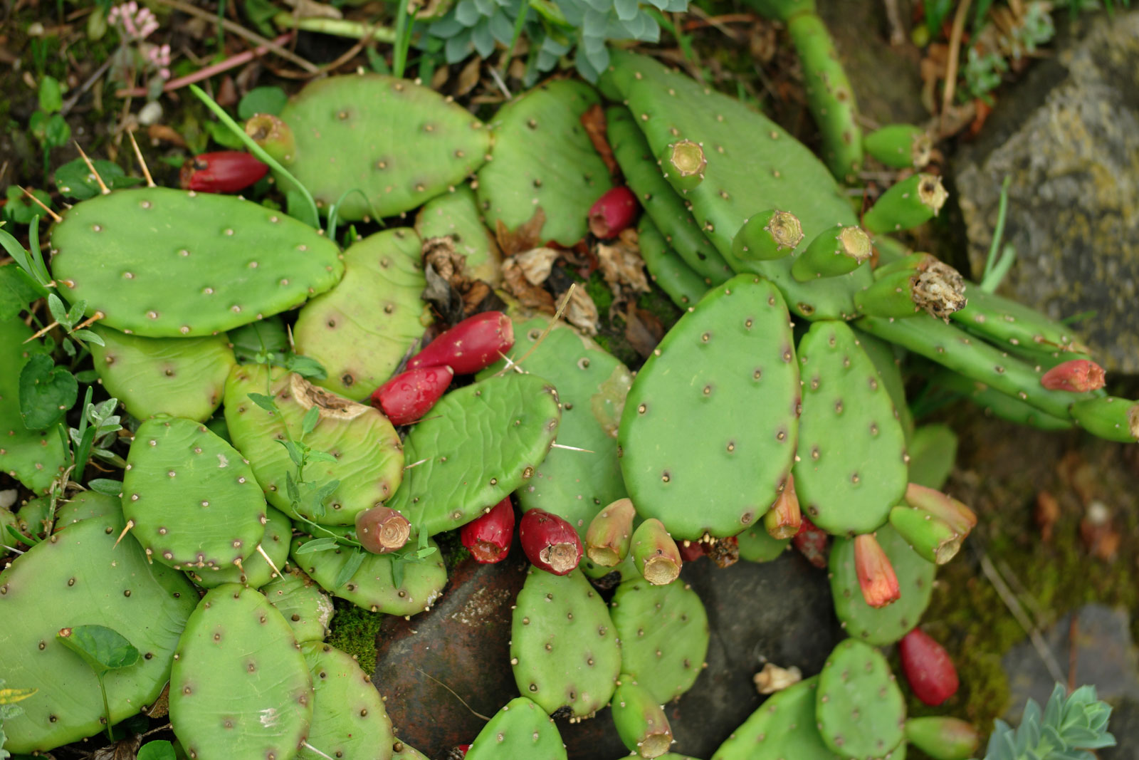 1 Opuntia humifusa