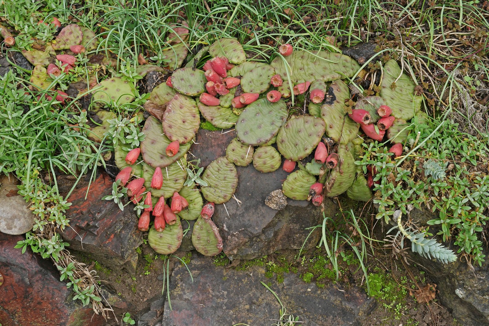 2 Opuntia humifusa