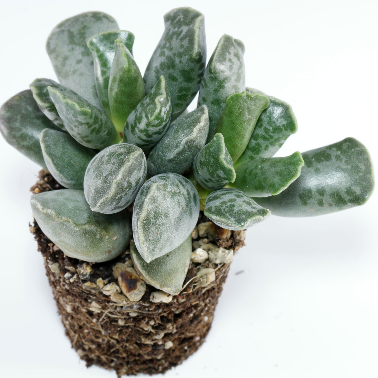 Adromischus cooperi 1