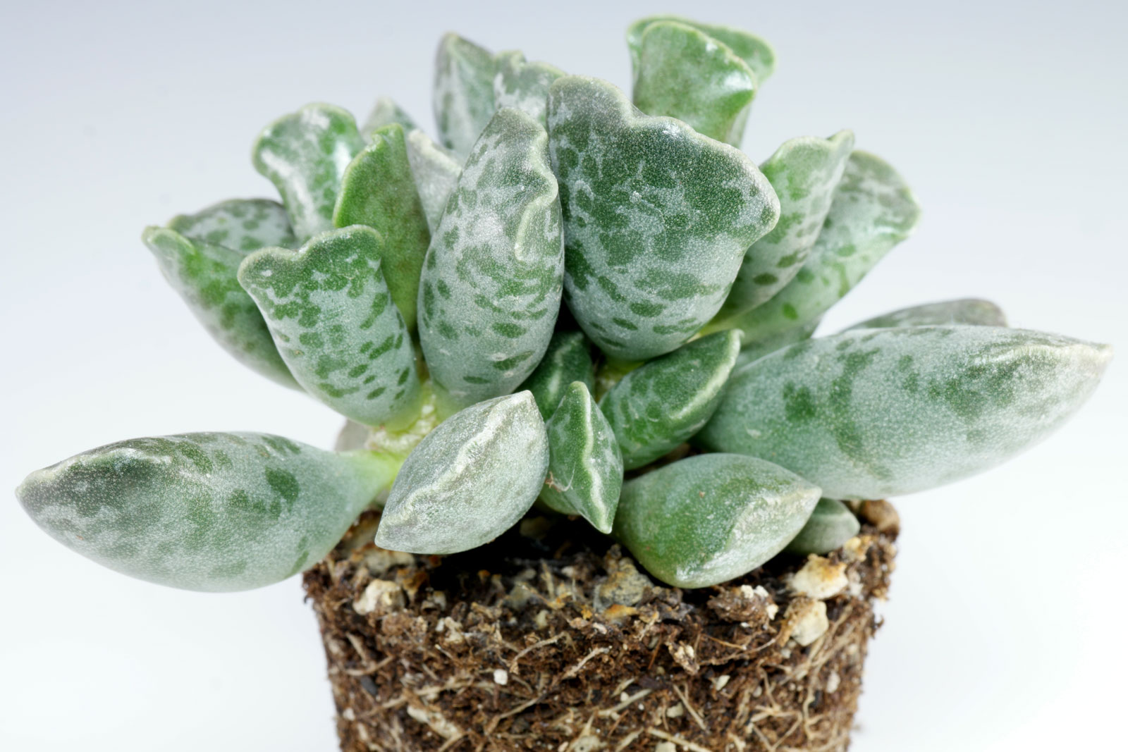 Adromischus cooperi 2