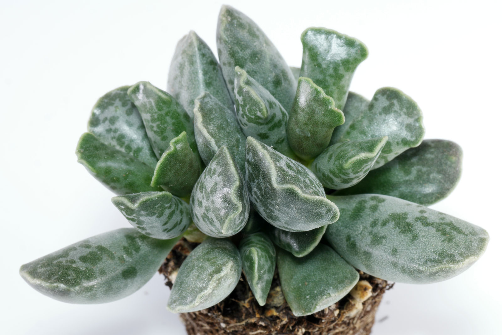 Adromischus cooperi