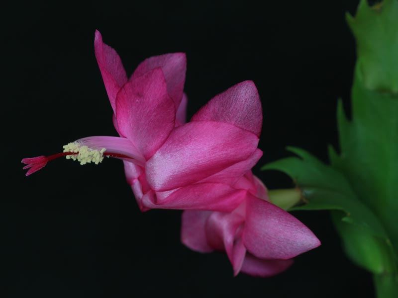 Christmas Cactus