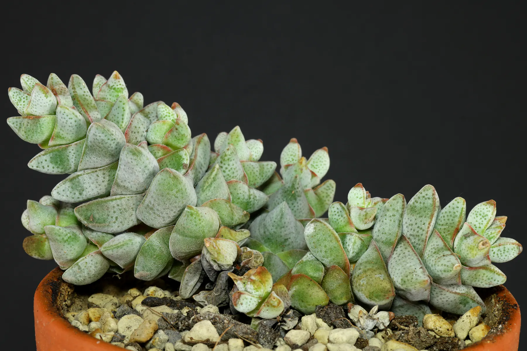 Crassula deceptor