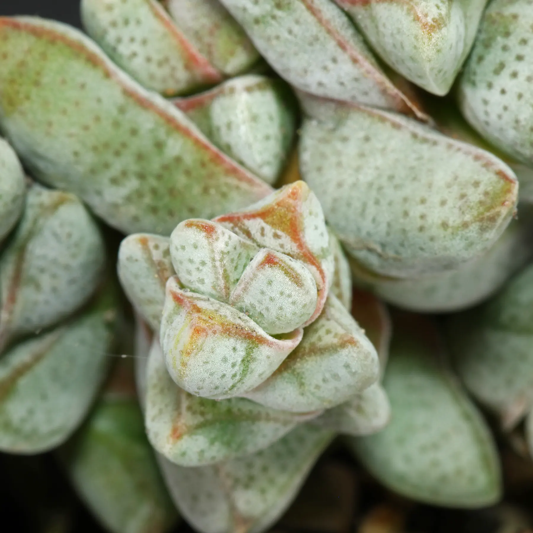 Crassula deceptor