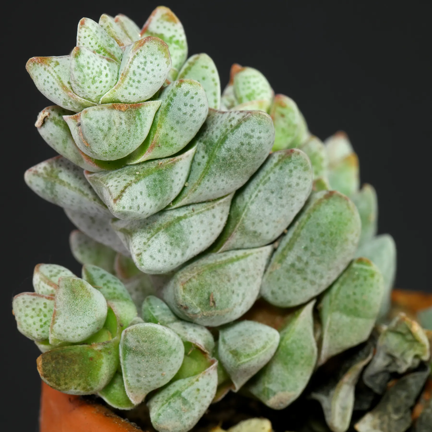 Crassula deceptor