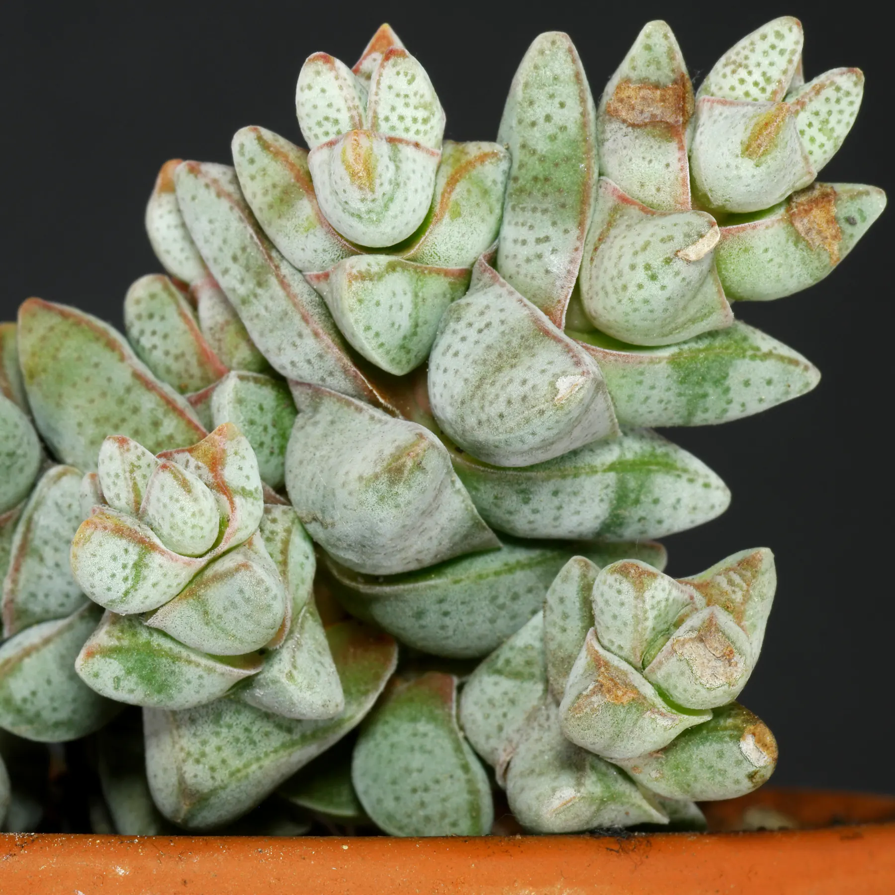 Crassula deceptor