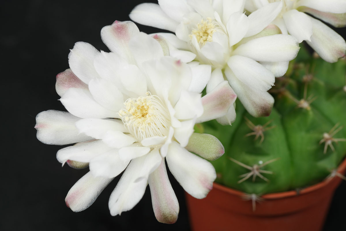 Gymnocalycium anisitsii anisitsii