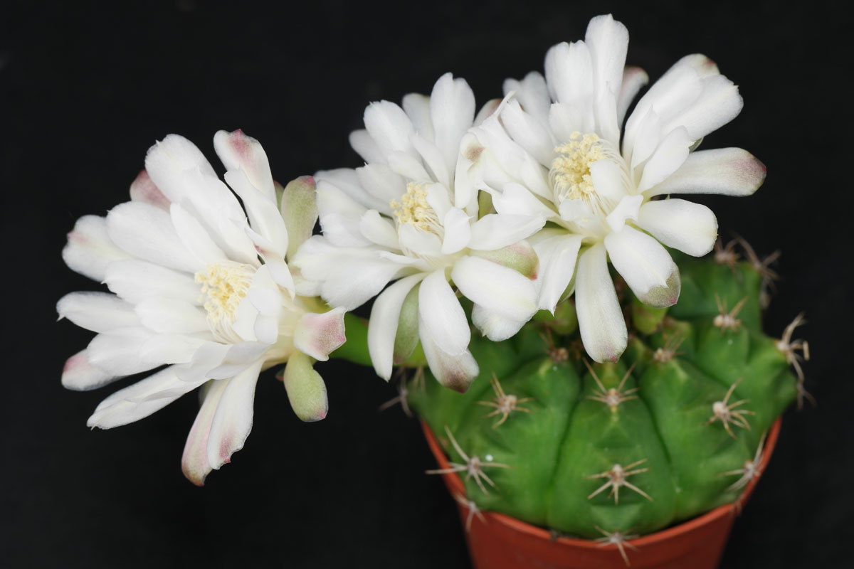 Gymnocalycium anisitsii ssp anisitsii