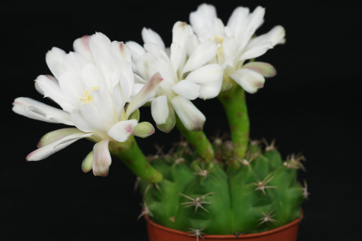 Gymnocalycium anisitsii ssp damsii