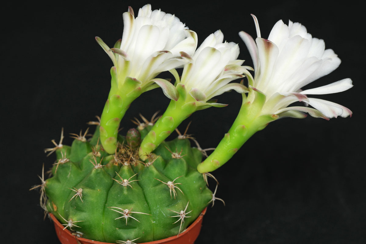 Gymnocalycium anisitsii