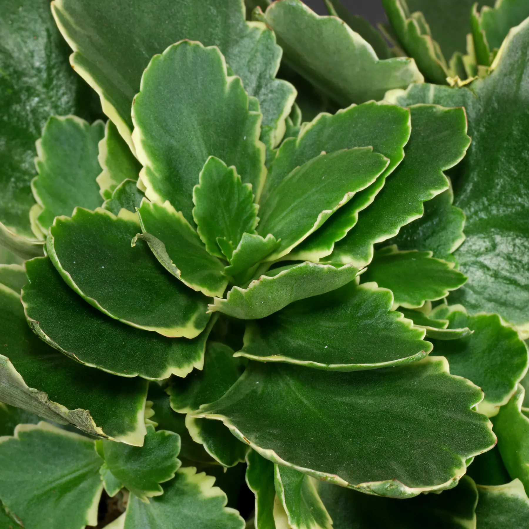 Kalanchoe blossfeldiana Aurora