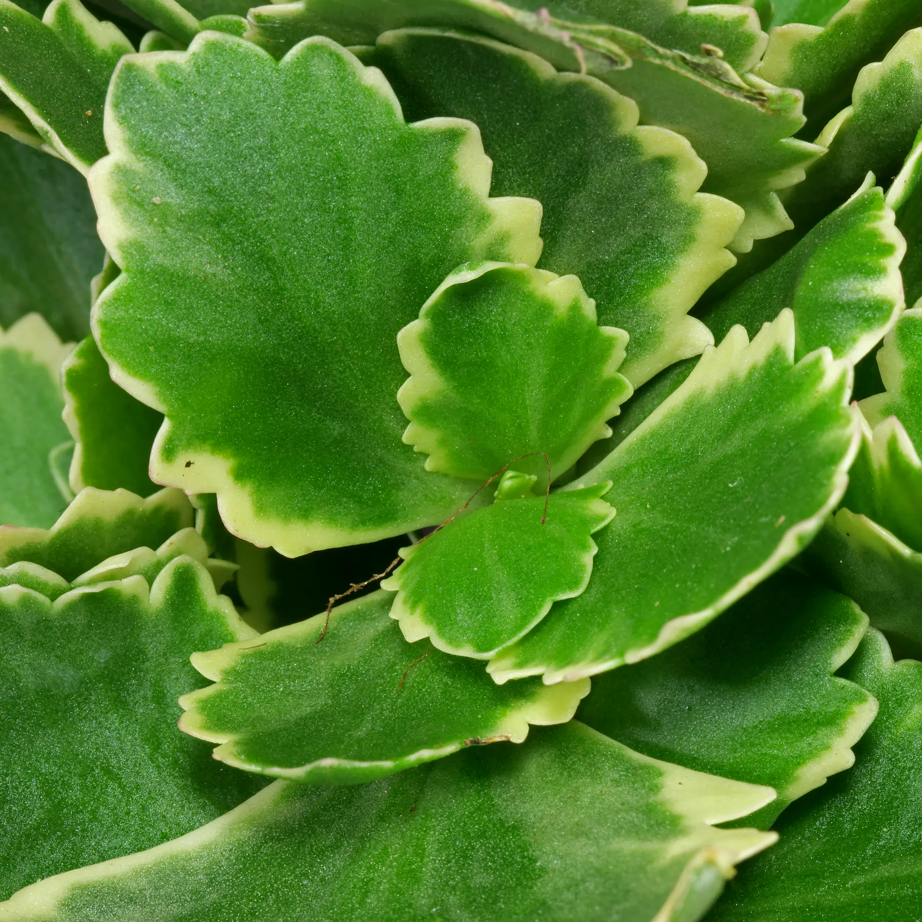 Kalanchoe blossfeldiana Aurora