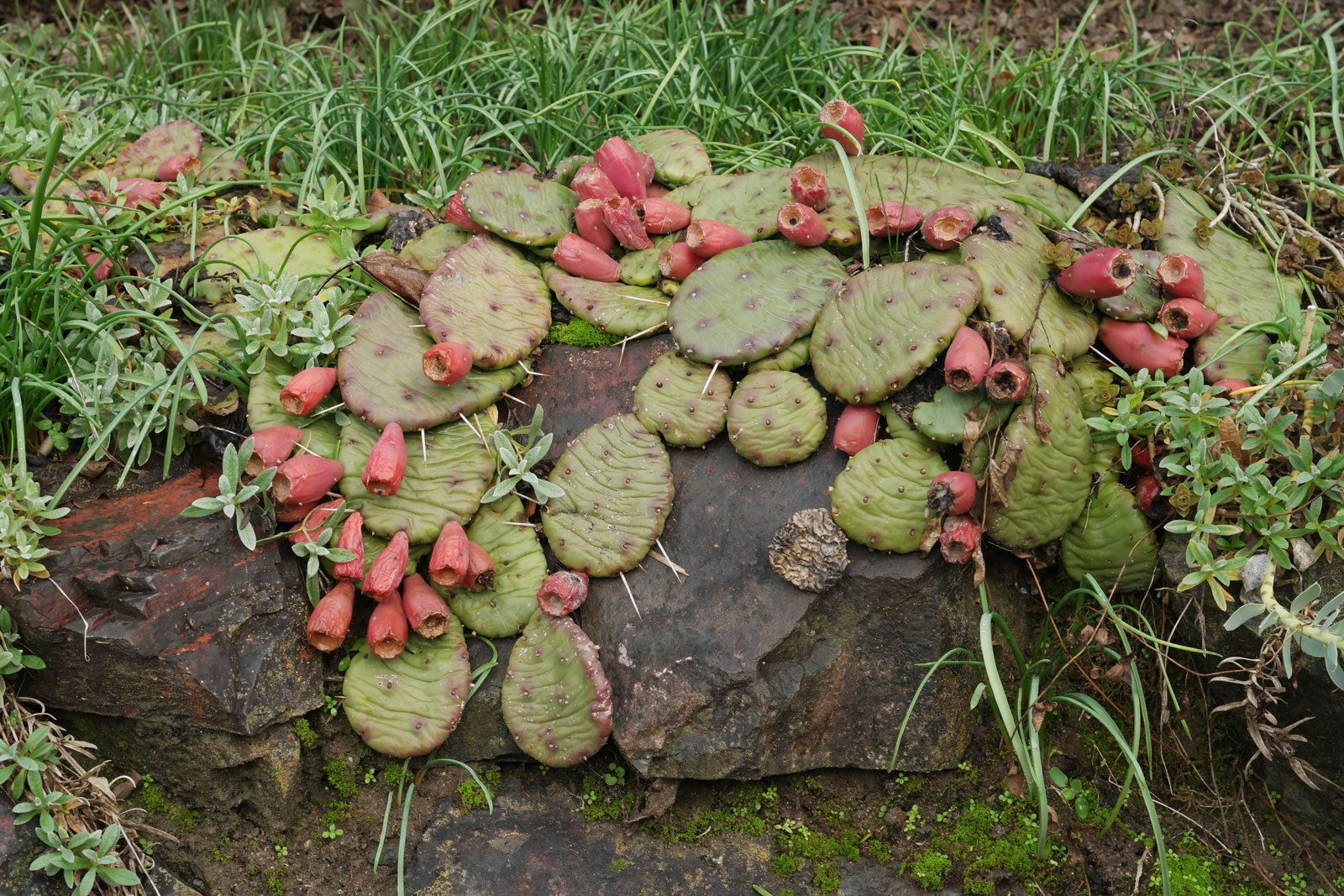 Opuntia humifusa 1