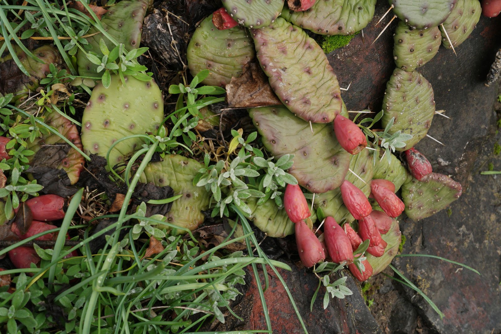 Opuntia humifusa 2