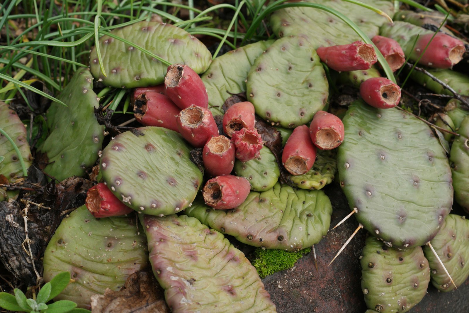 Opuntia humifusa 3